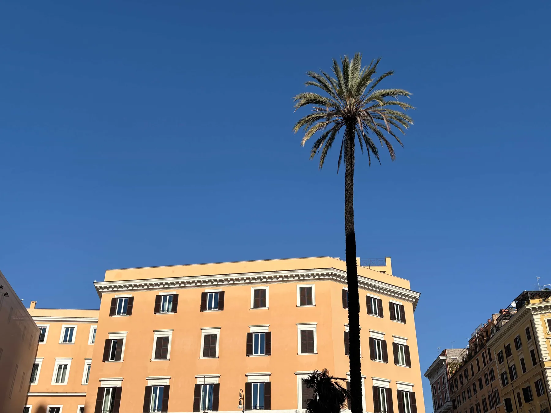 Palm Tree, Rome